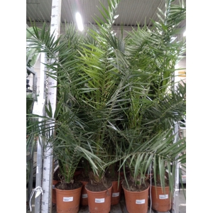 Phoenix canariensis