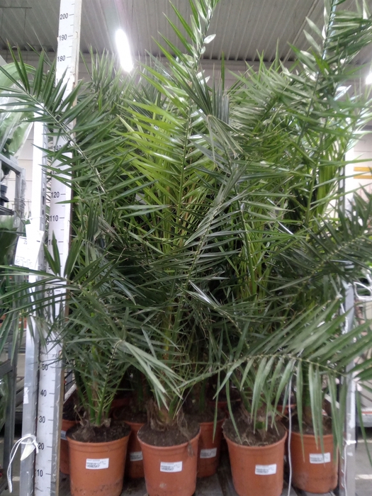<h4>Phoenix canariensis</h4>