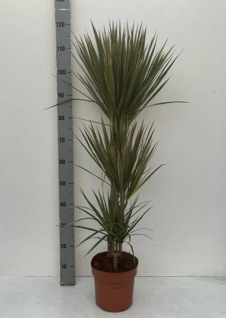 <h4>DRA MARG BICOLOR</h4>