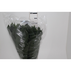 FOLHAGEM ASPIDISTRA ELATIOR 070 CM