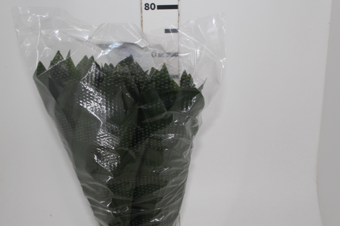 <h4>FOLHAGEM ASPIDISTRA ELATIOR 070 CM</h4>