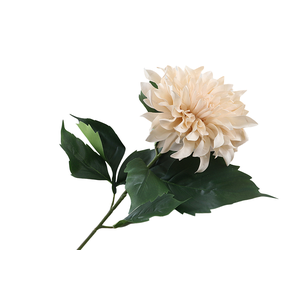 Dahlia Spider Cafe au Lait FL440043CRM