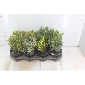 EUONYMUS VARIADO P15