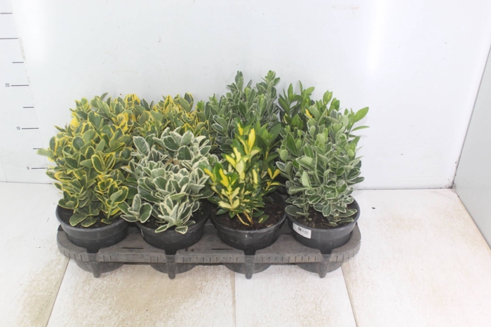 <h4>EUONYMUS VARIADO P15</h4>