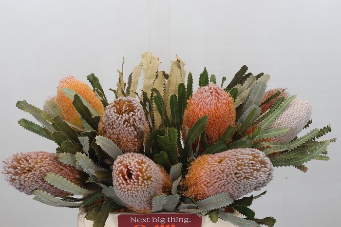 <h4>Banksia Burdettii</h4>