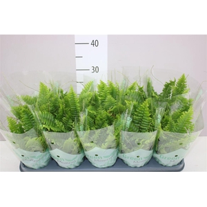 Nephrolepis Green Moment