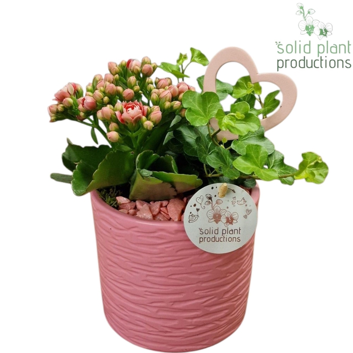 <h4>KH001 Amy 2PP Pink Love</h4>