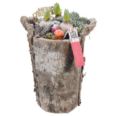 <h4>PTHCH6732 Arrangementen Hyacinthus</h4>