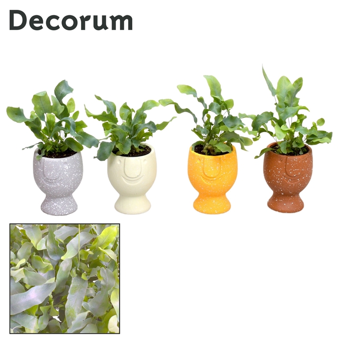 <h4>Phlebodium Blue Star 7 cm in Facepot Pepijn Yellow (Decorum)</h4>