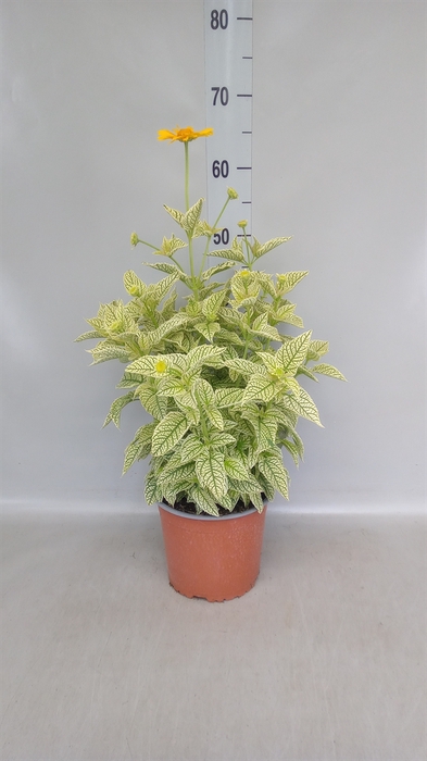 <h4>Heliopsis</h4>