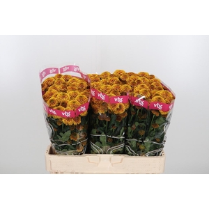 Chr San Aaa Doria Or