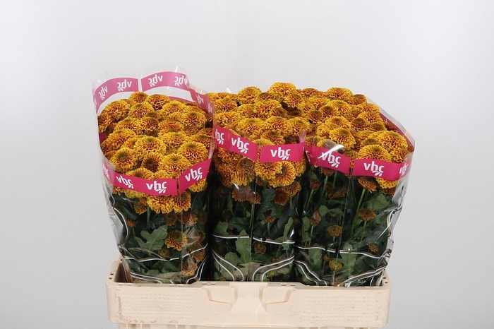 <h4>Chr San Aaa Doria Or</h4>