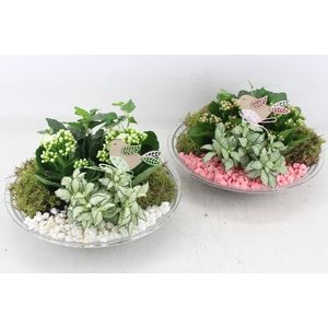 arr2 PL - Glas schaal 27cm - roze/wit