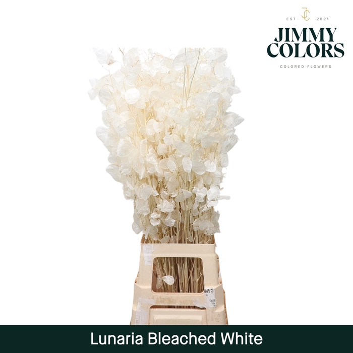 Lunaria gebleekt Wit