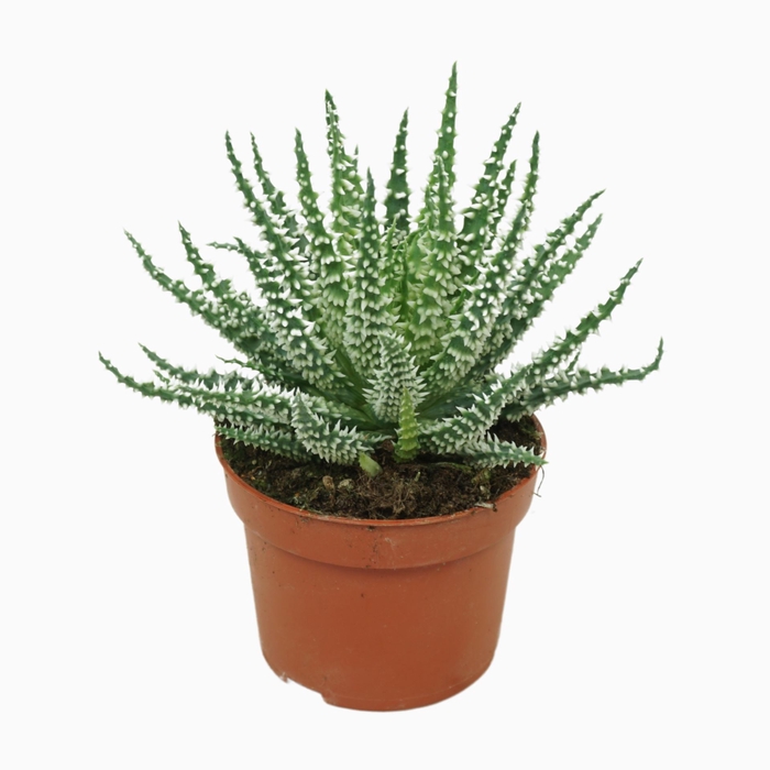 <h4>Aloe humilis</h4>