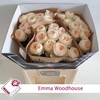 Rosa Garden Emma Woodhouse