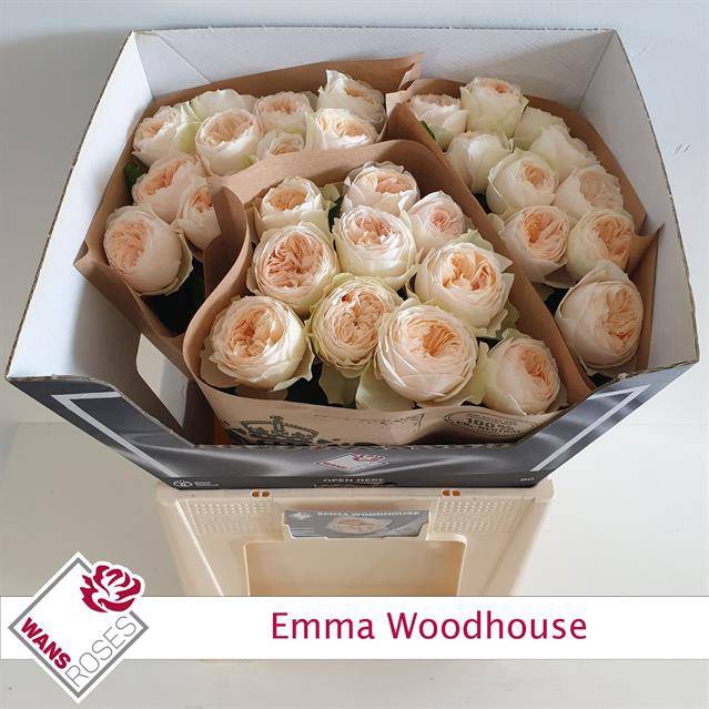 Rosa Garden Emma Woodhouse