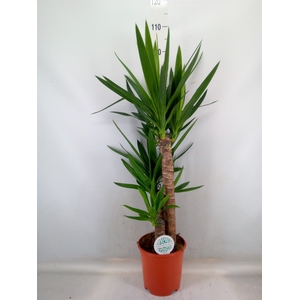 Yucca   ...