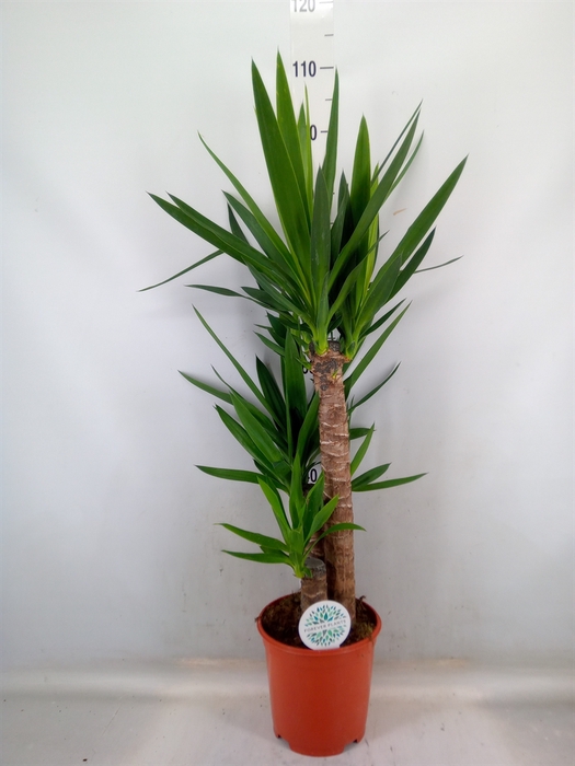 <h4>Yucca   ...</h4>
