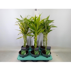 Dracaena sand.   ...mix 3