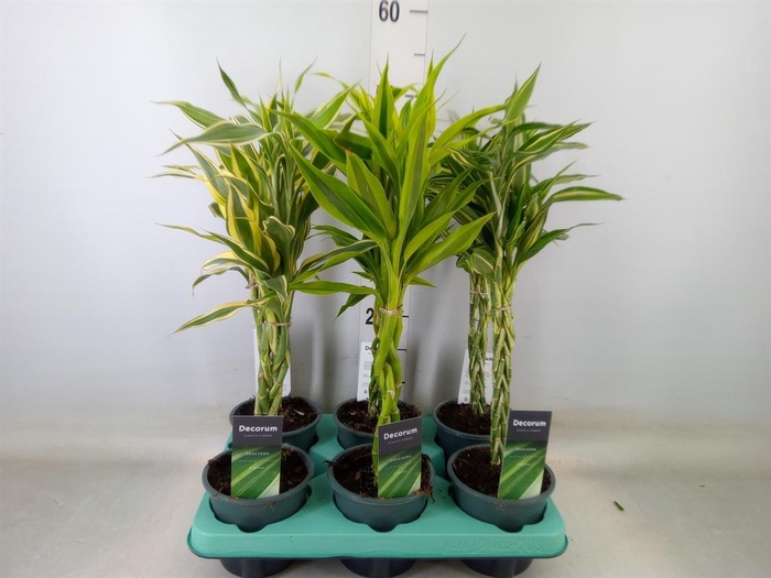 <h4>Dracaena sand.   ...mix 3</h4>