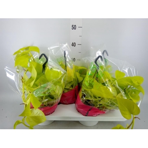 Epipremnum pinn. 'Golden Pothos' HG