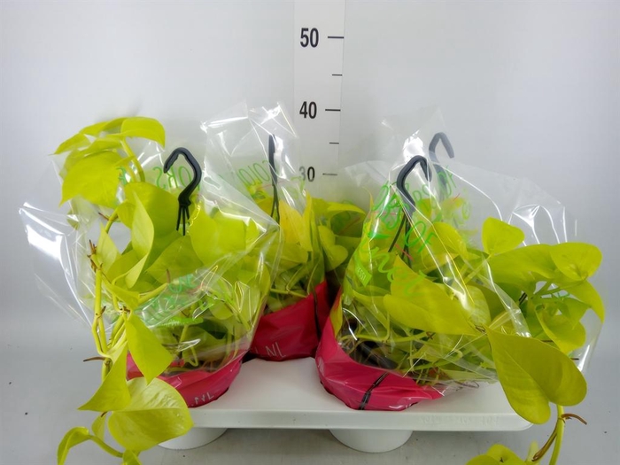 <h4>Epipremnum pinn. 'Golden Pothos' HG</h4>