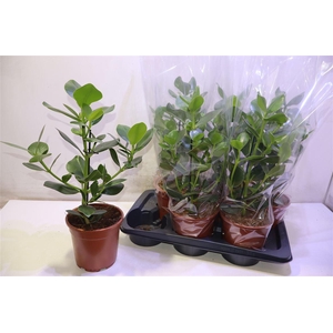 arr8 Clu Ro Princess