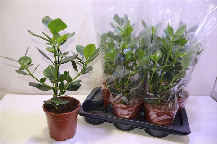 <h4>arr8 Clu Ro Princess</h4>