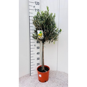 Olea europaea on stem