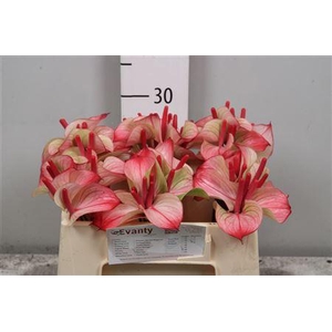 Anth Pr Ama Hot Lips 40 L35