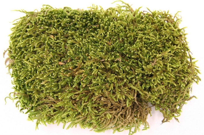Flat Moss 50gr