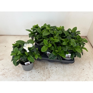GARDENIA JASMINOIDES