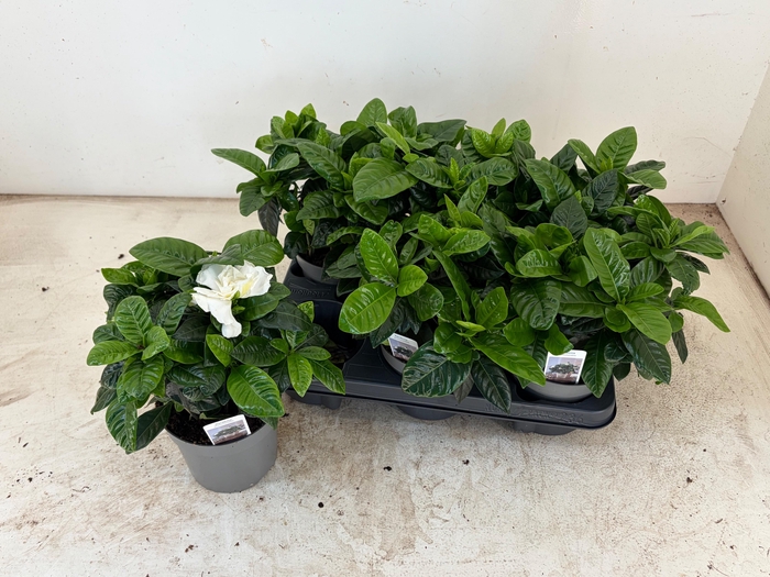 <h4>GARDENIA JASMINOIDES</h4>