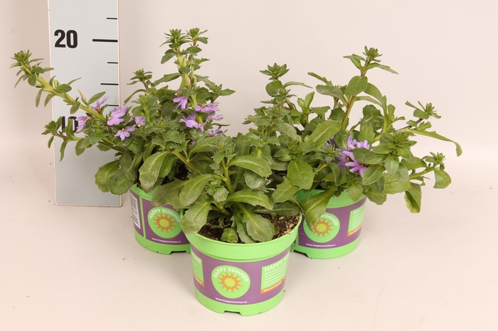 Scaevola Indigo