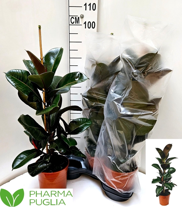 <h4>FIC EL ROBUSTA</h4>