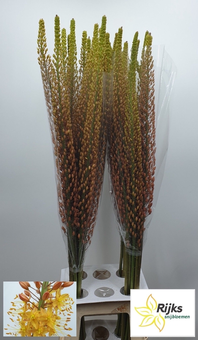 <h4>EREMURUS RUMBA</h4>