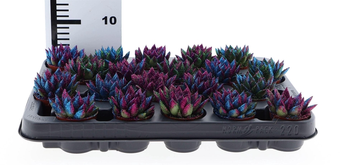 <h4>Echeveria  'Miranda'</h4>