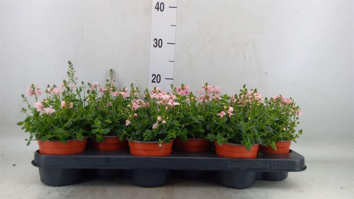 <h4>Diascia   ...</h4>
