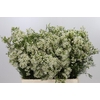 Chamelaucium Ofir