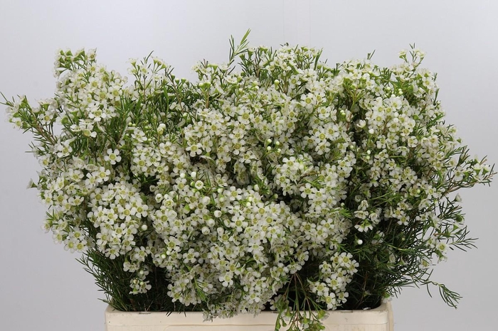 <h4>Chamelaucium Ofir</h4>