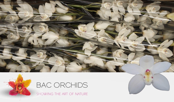 <h4>CYMB T EARLY WHITE</h4>