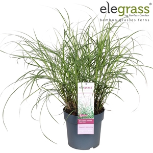 Miscanthus sinensis 'Ferner Osten' P23