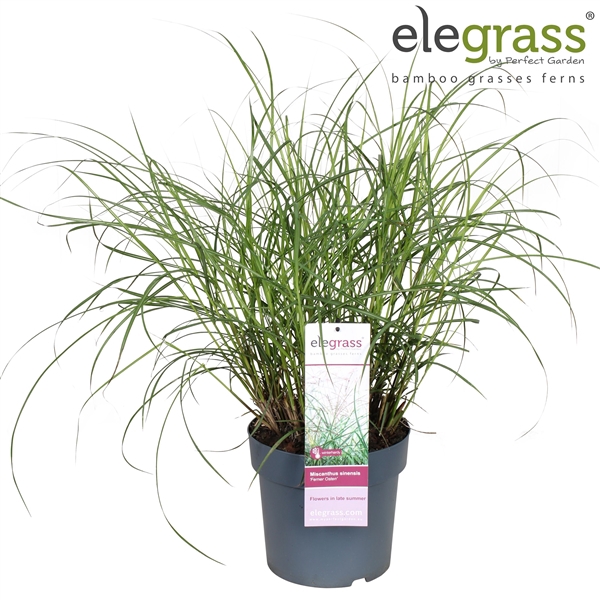 <h4>Miscanthus sinensis 'Ferner Osten' P23</h4>