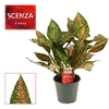 Aglaonema Unyamanee 12 cm (Scenza)