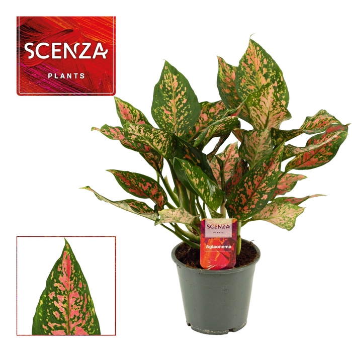 <h4>Aglaonema Unyamanee 12 cm (Scenza)</h4>