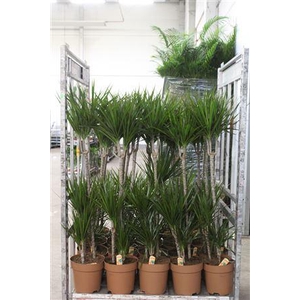 Dra Marginata 90-45-15 Cm