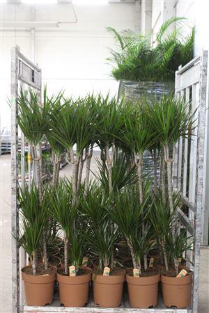 <h4>Dra Marginata 90-45-15 Cm</h4>