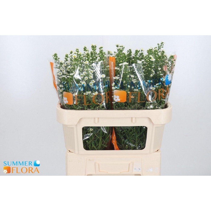 <h4>Ast Paquita</h4>