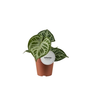 Anthurium Super Silver Blush